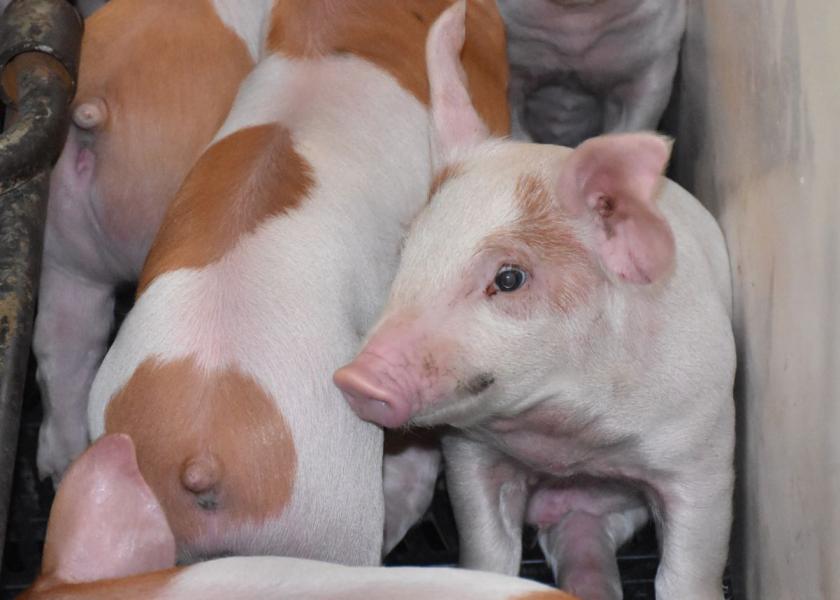 Cash Weaner Pig Prices Average 41.25, Down 0.29 Last Week